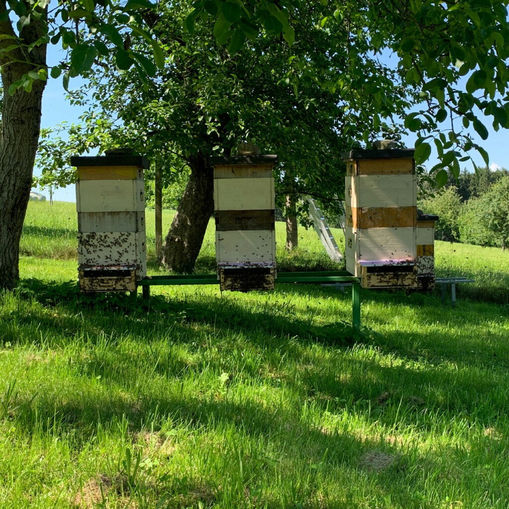 bienen bienenstöcke in der naturwabenimkerei praunshofer wildbauimkerei imkerei euratsfeld amstetten österreich