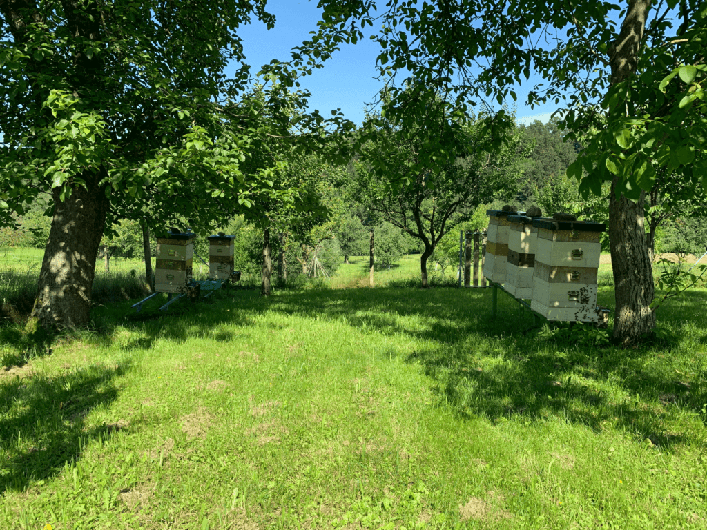 bienenstöcke in der naturwabenimkerei praunshofer wildbauimkerei imkerei euratsfeld amstetten österreich