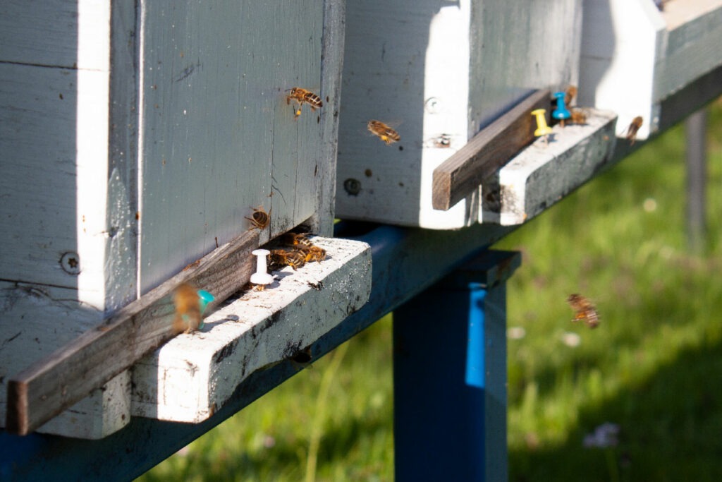 bienen bienenstock bienenvolk naturwabenimkerei wildbauimkerei euratsfeld