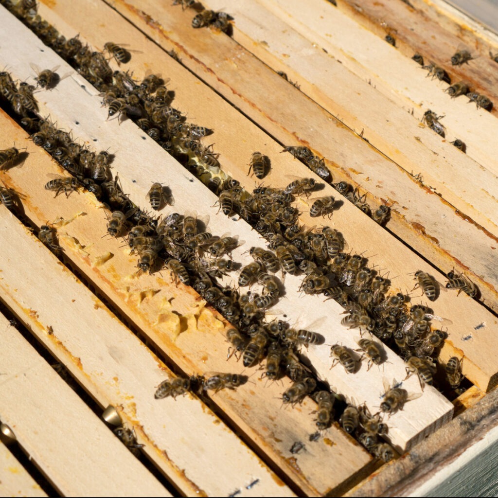 bienen bienenvolk bienenwaben naturwabenimkerei wildbauimkerei euratsfeld amstetten österreich