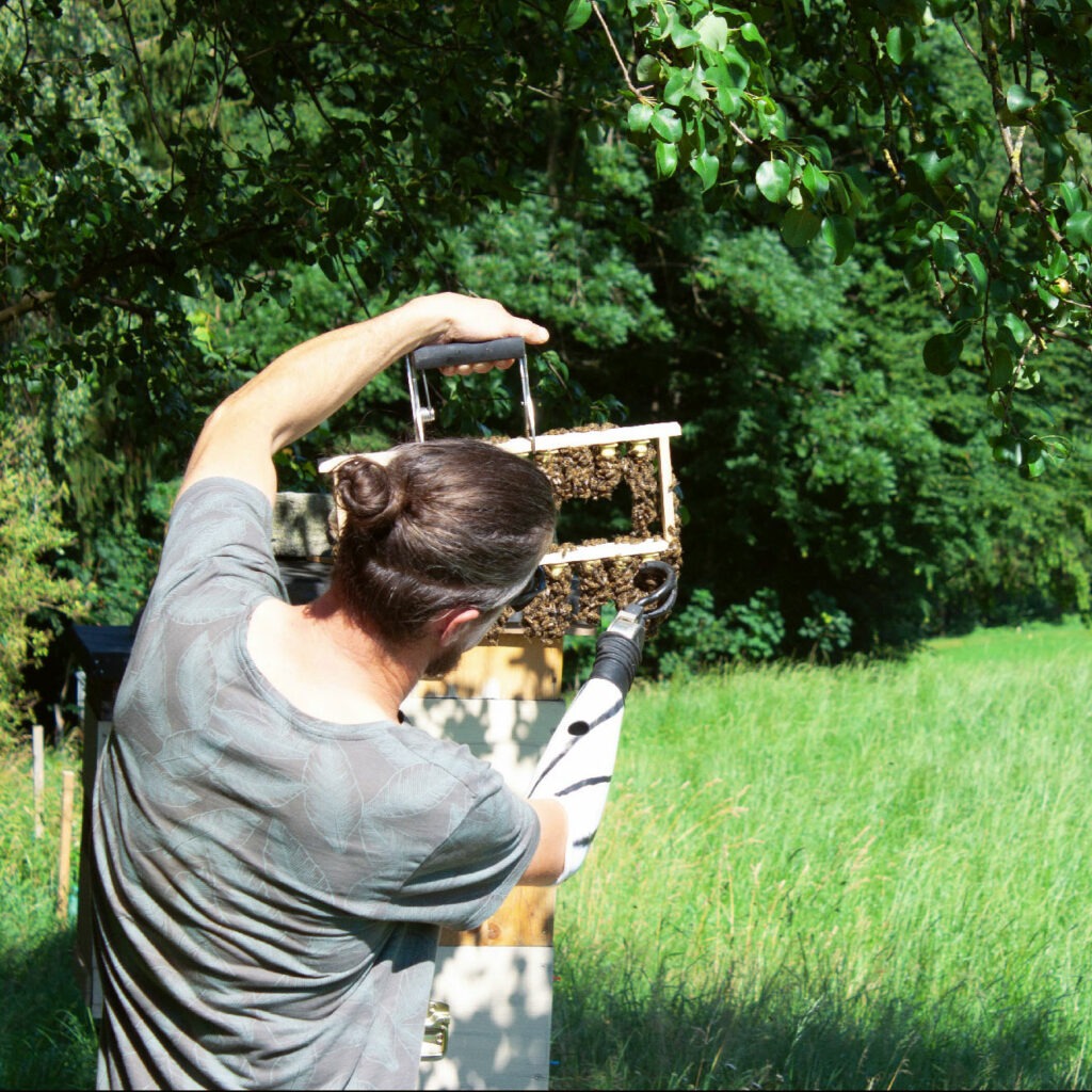 markus praunshofer bienen bienenvolk bienenwaben naturwabenimkerei wildbauimkerei euratsfeld amstetten österreich
