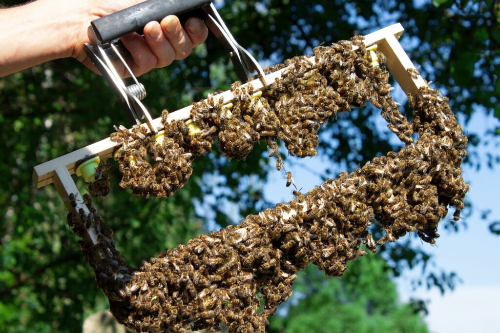 bienen bienenvolk bienenwaben naturwabenimkerei wildbauimkerei euratsfeld amstetten österreich