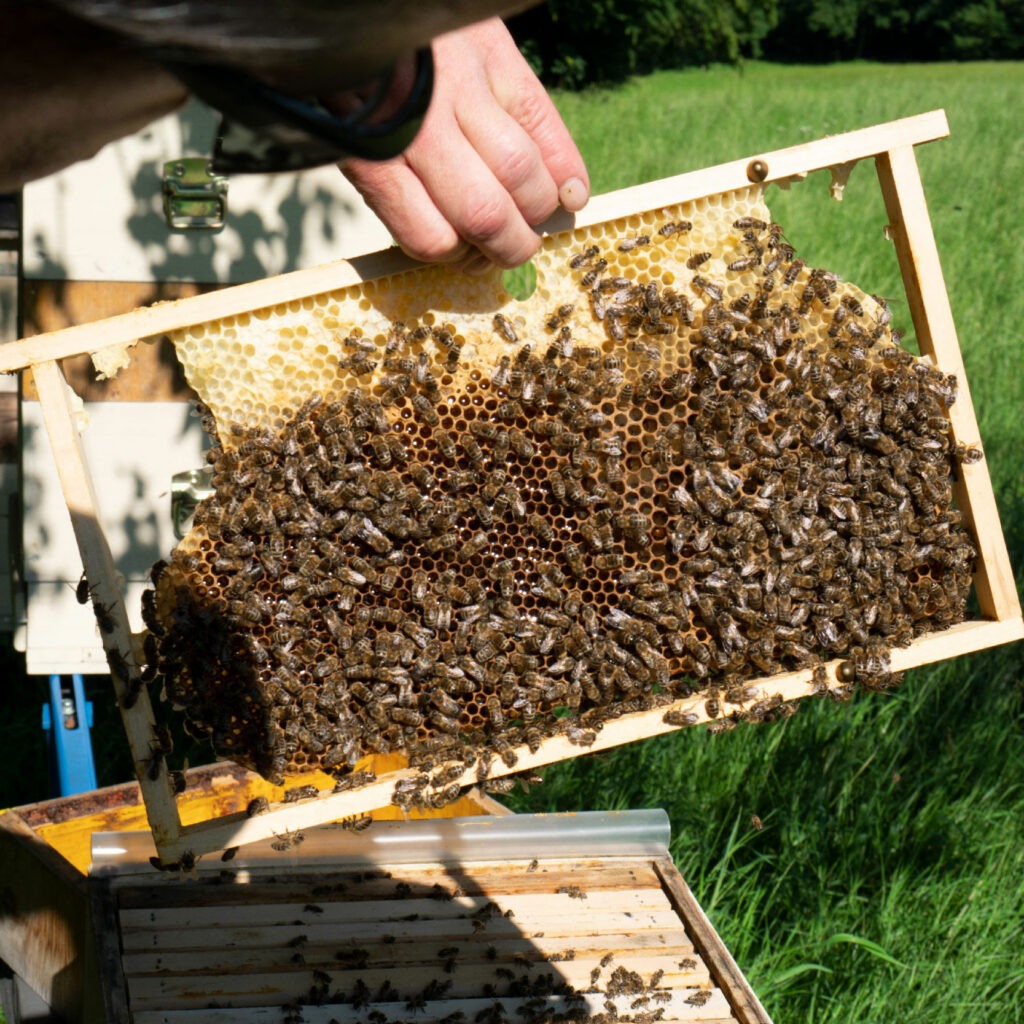 bienen bienenvolk bienenwaben naturwabenimkerei wildbauimkerei euratsfeld amstetten österreich