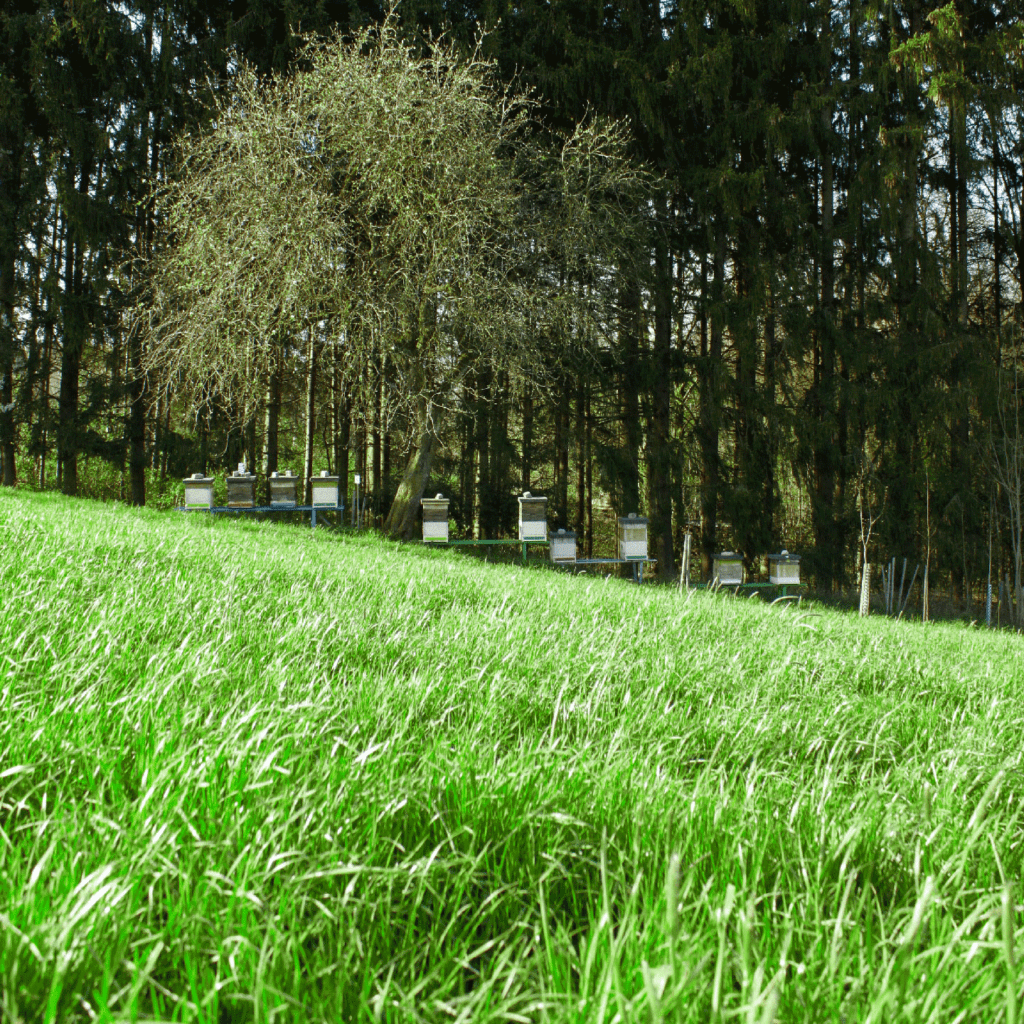 bienenstöcke in der naturwabenimkerei praunshofer wildbauimkerei euratsfeld amstetten österreich