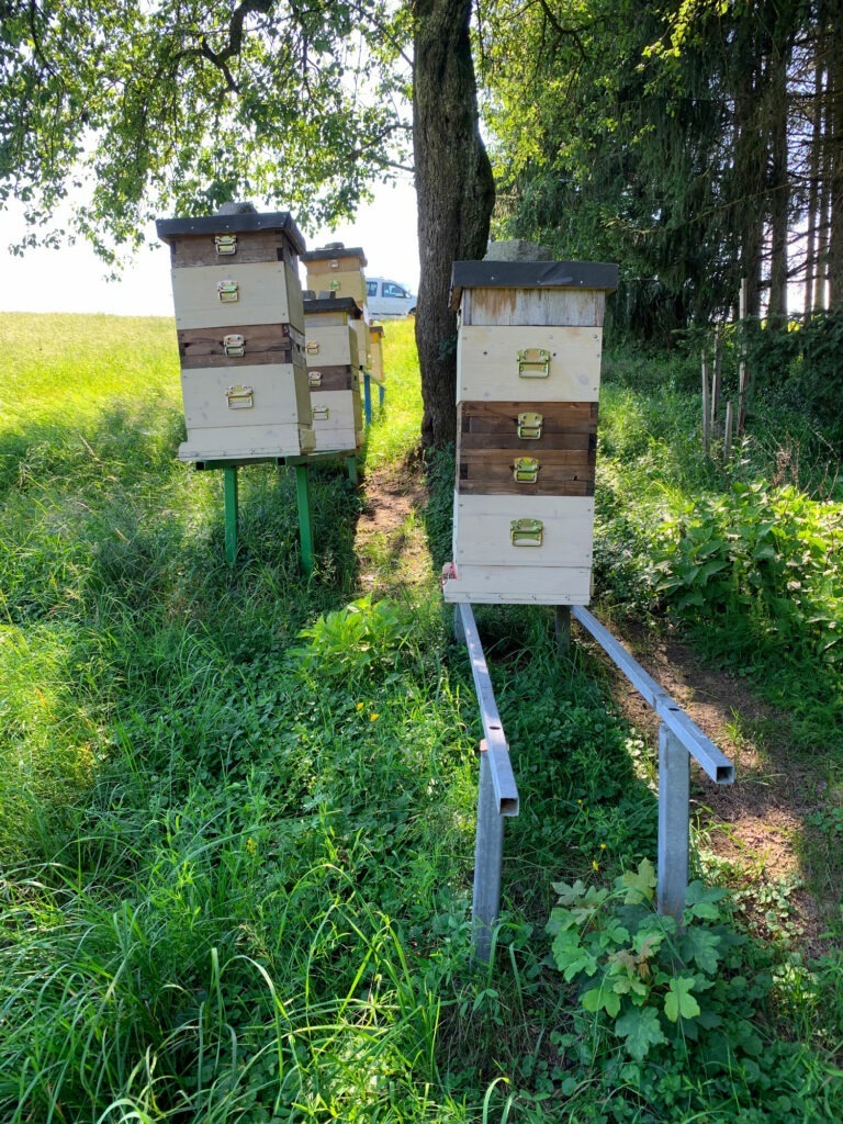 bienenstöcke in der naturwabenimkerei praunshofer wildbauimkerei euratsfeld amstetten österreich